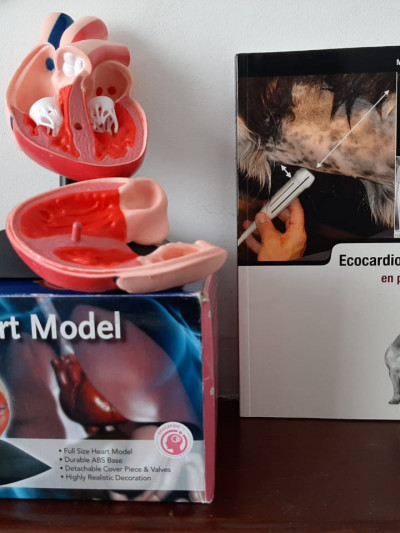 Libro: COMBO Modelo Anatomico Corazón + libro Ecocardiografia Practica en Pequeños Animales