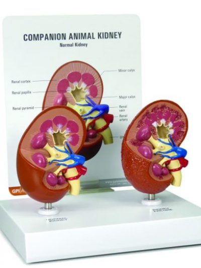 Libro: MODELO ANATOMICO RIÑON 2-Piece Companion Animal Kidney –