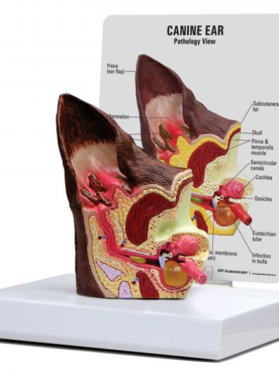 Libro: Modelo Anatomico de Oreja Perro Canine Ear – Normal / Infected