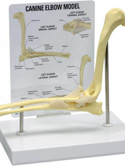 Libro: Modelo Anatomico del codo canino Canine Elbow – Model