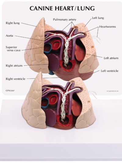 Libro: Modelo Anatomico del corazon y pulmon del canino/Canine Heart / Lung – Model