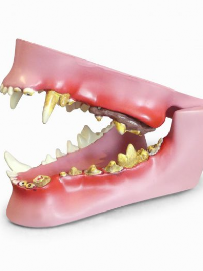 Libro: Modelo Anatomico de la mandibula canina/ Canine Jaw – Model