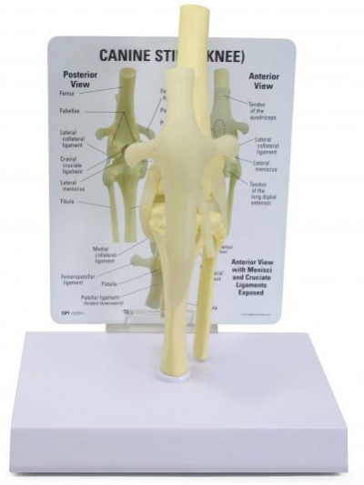 Libro: Modelo de la Rodilla Canina/ Canine Knee – Model