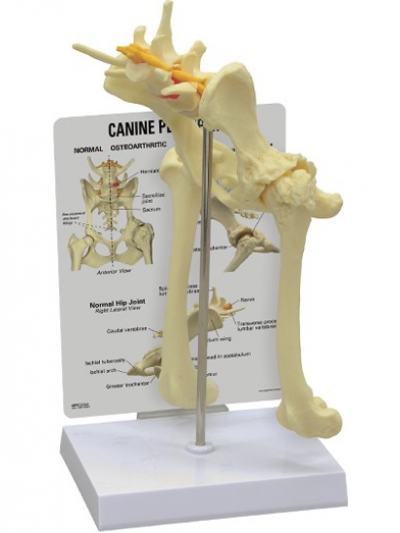 Libro: Modelo de la Pelvis Canina/Canine Pelvis – Model