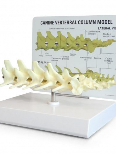 Libro: Modelo de la Columna Vertebral Canina/Canine Vertebral Column – Model