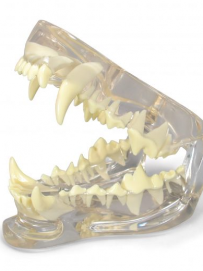 Libro: Modelo de la mandibula Canina transparente Clear Canine Jaw