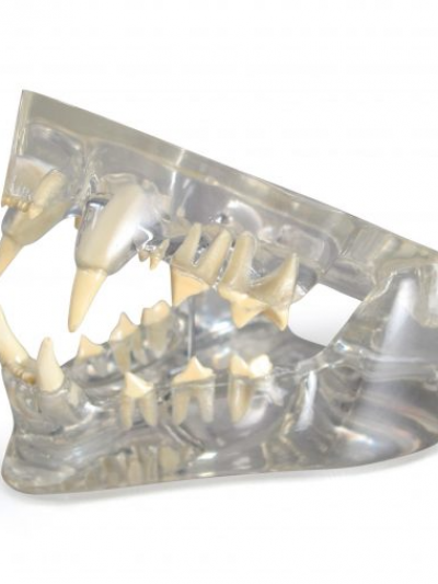 Libro: Modelo de la mandibula Felina Transparente/ Clear Feline Jaw