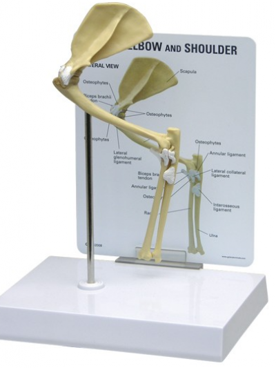 Libro: Modelo Codo Hombro Felino/ Feline Elbow / Shoulder – Model