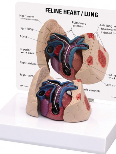 Libro: Modelo Corazon Pulmon Felino Feline Heart / Lung